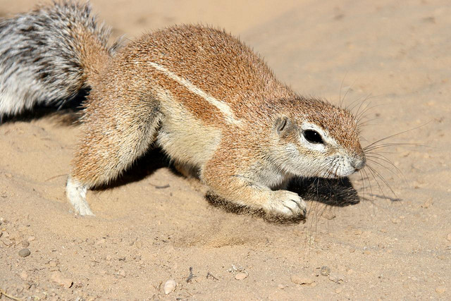 Waaierstert Meerkat Waaierstert Meerkat
