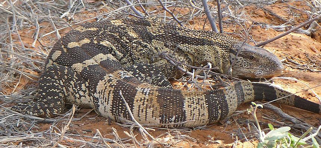 Large Lizard - found in Kalahari Botswana with SA border Large Lizard - found in Kalahari Botswana with SA border